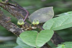 Ceropegia vincifolia
